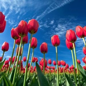 Meet your Posher, Nadine